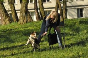 szkolenie psów