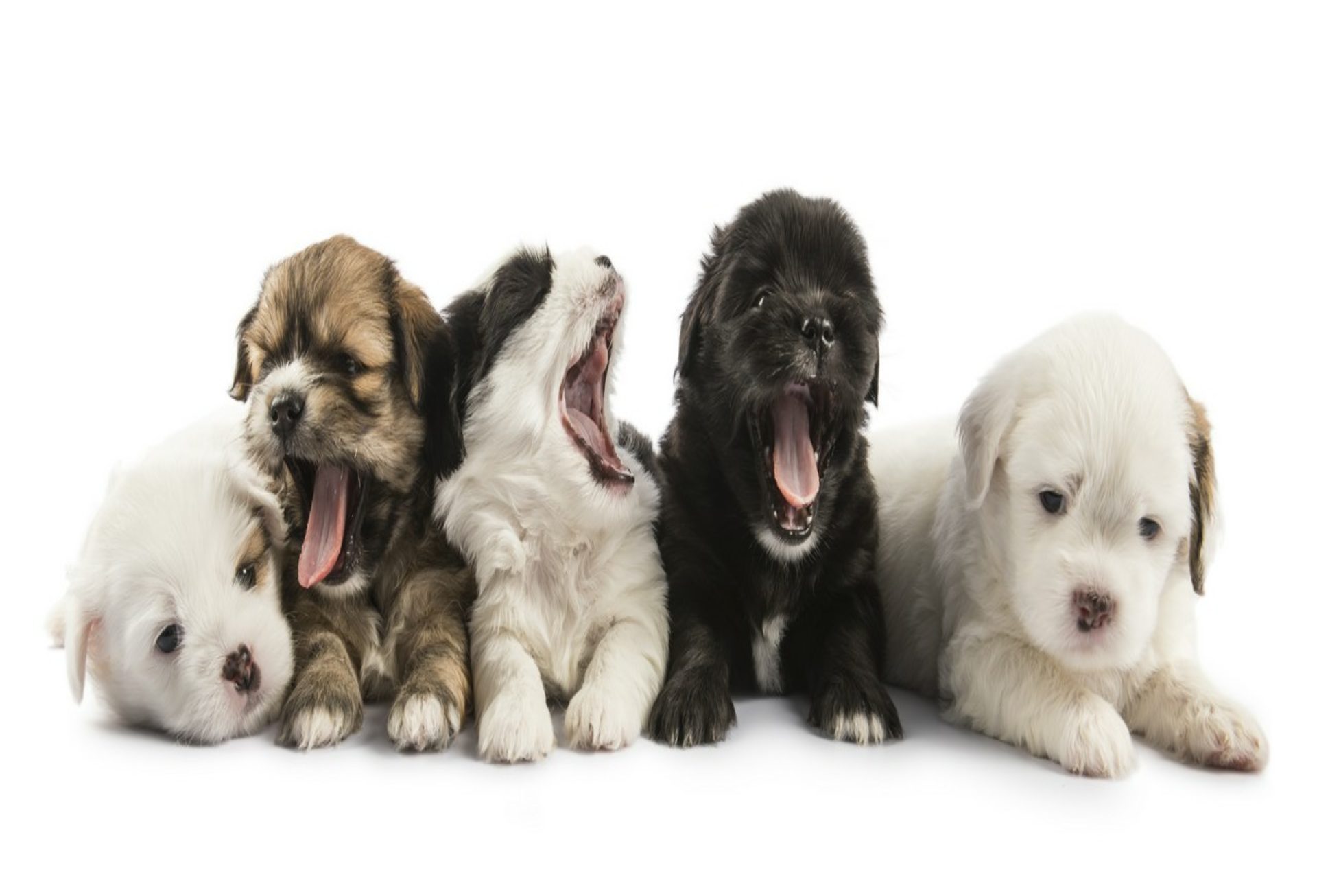 Psie przedszkole: czy dla każdego psa sprawdzą się spotkania grupowe?